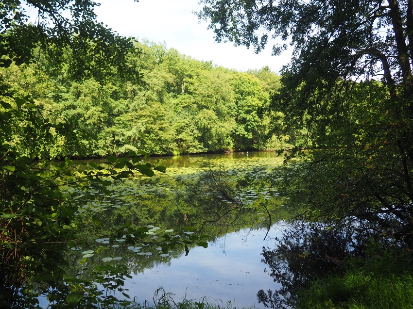 Totholz im Wasser 850
