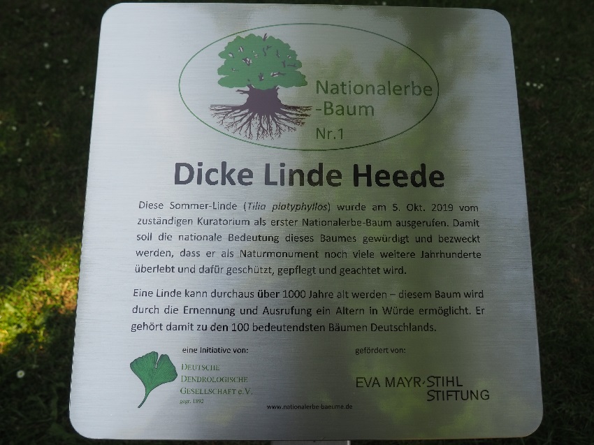 Linde Nationalerbebaum Nr. 1
