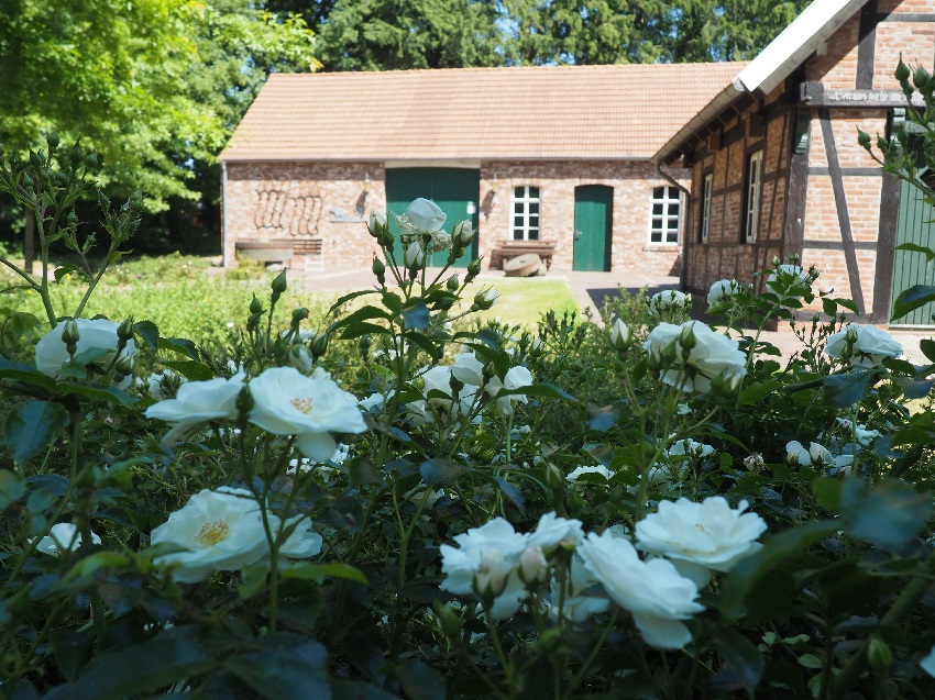 Rosen vor Backhus Haus Kappen 850